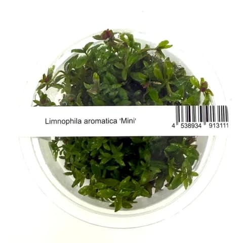 ADA IC481 Limnophila aromatica mini - Tissue Culture