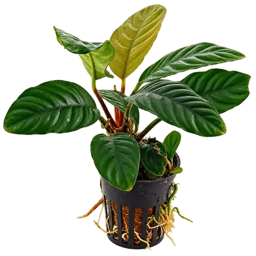 Aquarium Plants