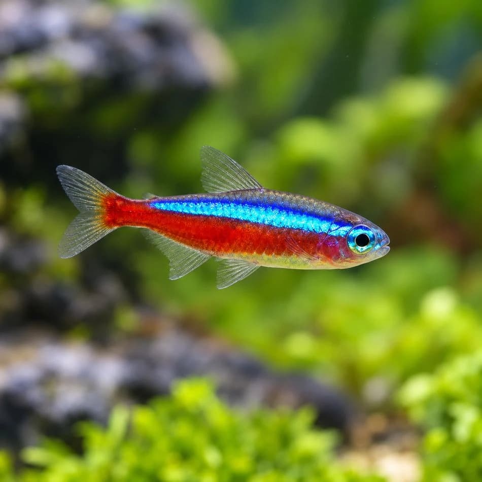 Cardinal Tetra | Paracheirodon axelrodi