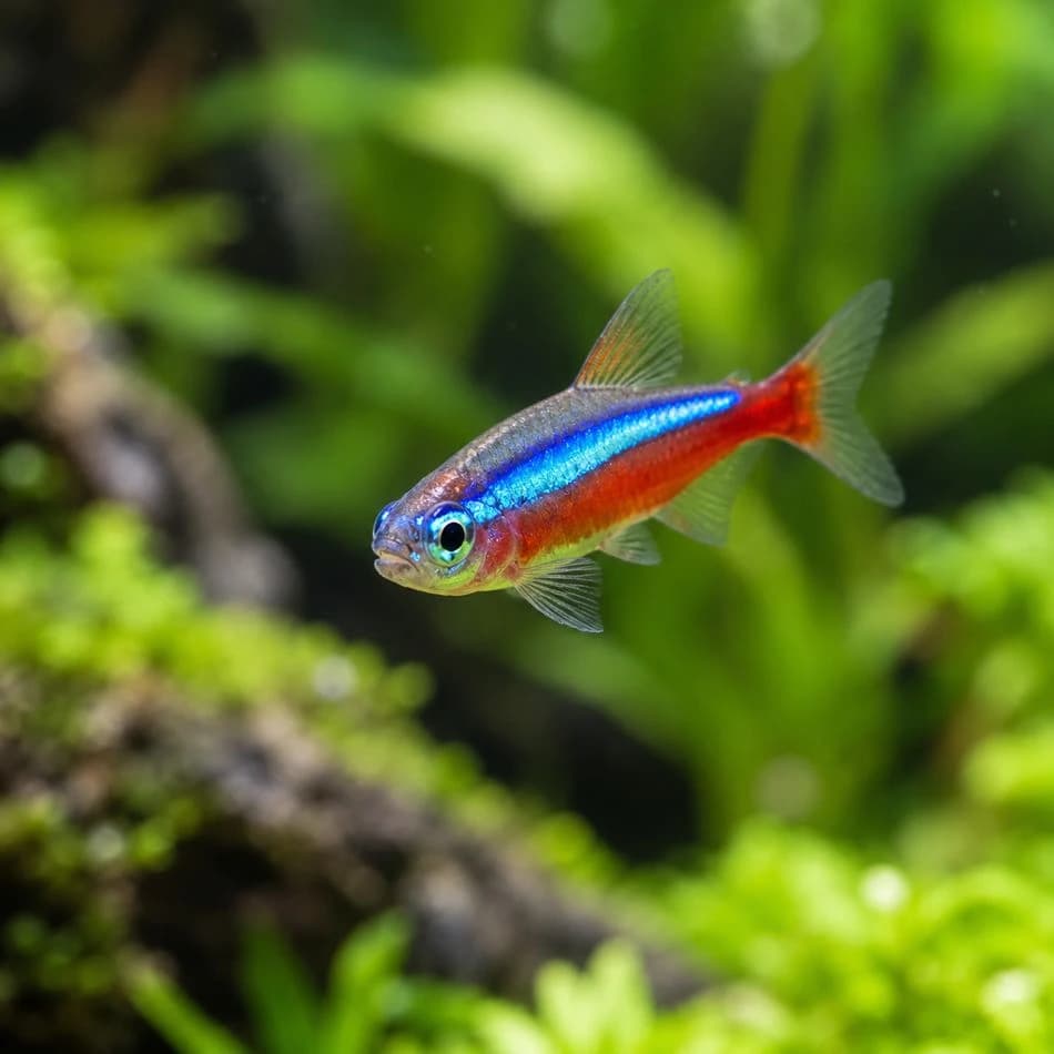Cardinal Tetra | Paracheirodon axelrodi
