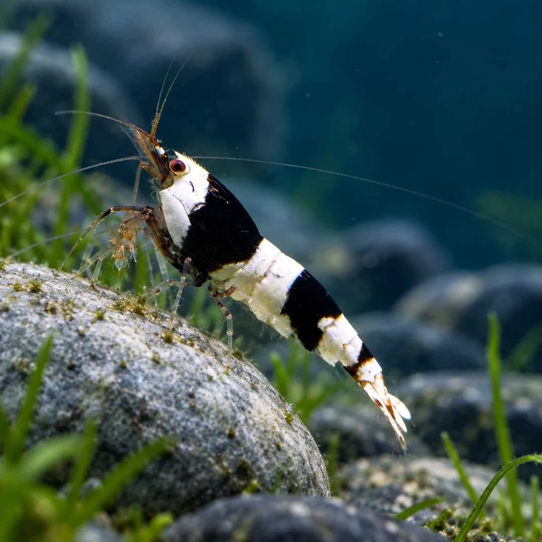 CBS Shrimp India, buy CBS Shrimp, Caridina cantonensis shrimp, Crystal Black Shrimp India, black and white shrimp for aquarium, CBS shrimp for planted aquarium, Caridina shrimp care, freshwater shrimp India, CBS shrimp breeding, CBS Shrimp Bangalore, live aquarium shrimp India, Crystal Black Shrimp care