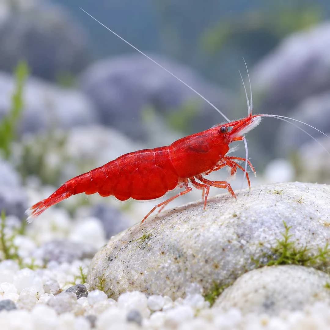 Fire Red Shrimp India, buy Fire Red Shrimp, Fire Red Cherry Shrimp, Neocaridina davidi, red freshwater shrimp India, Fire Red Shrimp Bangalore, red shrimp for planted aquarium, beginner aquarium shrimp, Fire Red Shrimp care, Neocaridina shrimp water parameters, Fire Red Shrimp breeding, live aquarium shrimp India