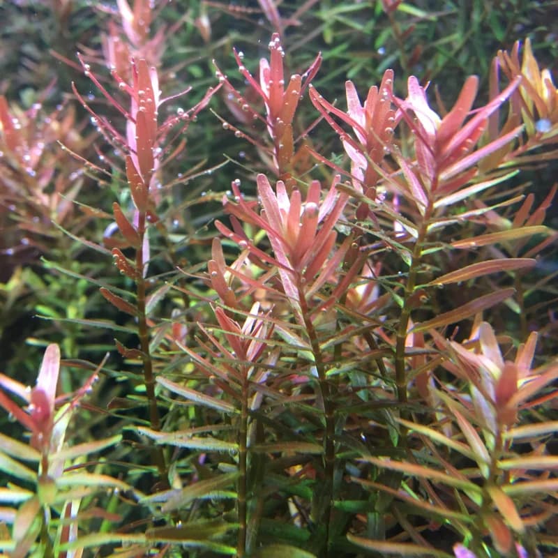 ADA IC043 Rotala sp. H’Ra