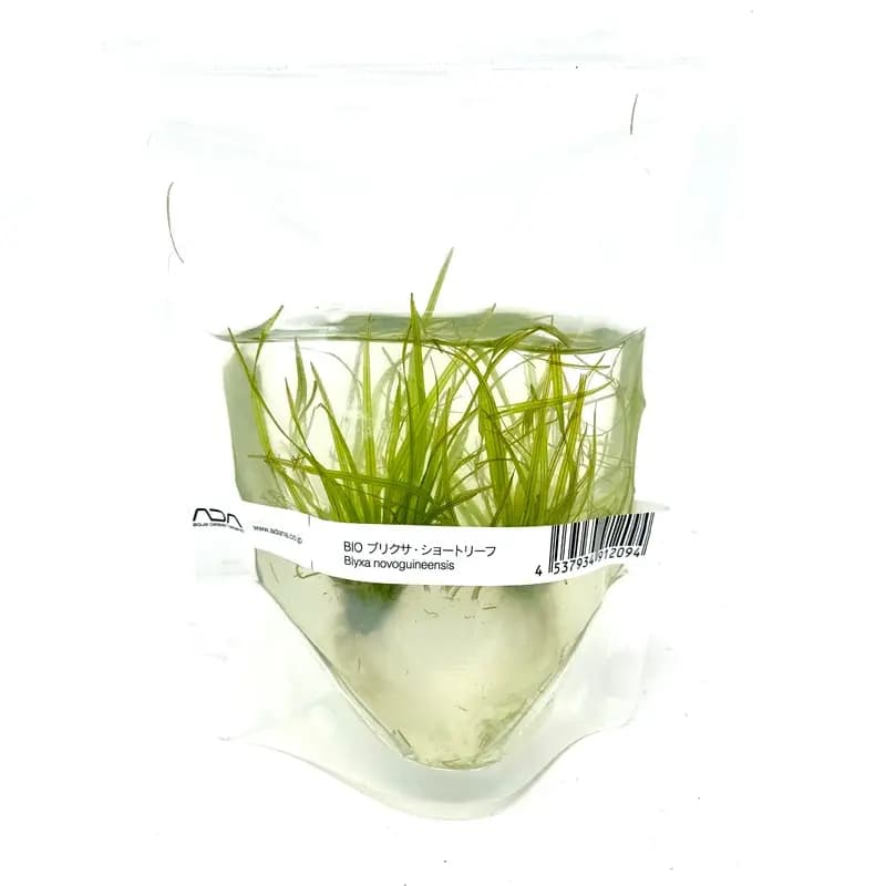 ADA IC046 Blyxa Novoguineensis (Pouch)