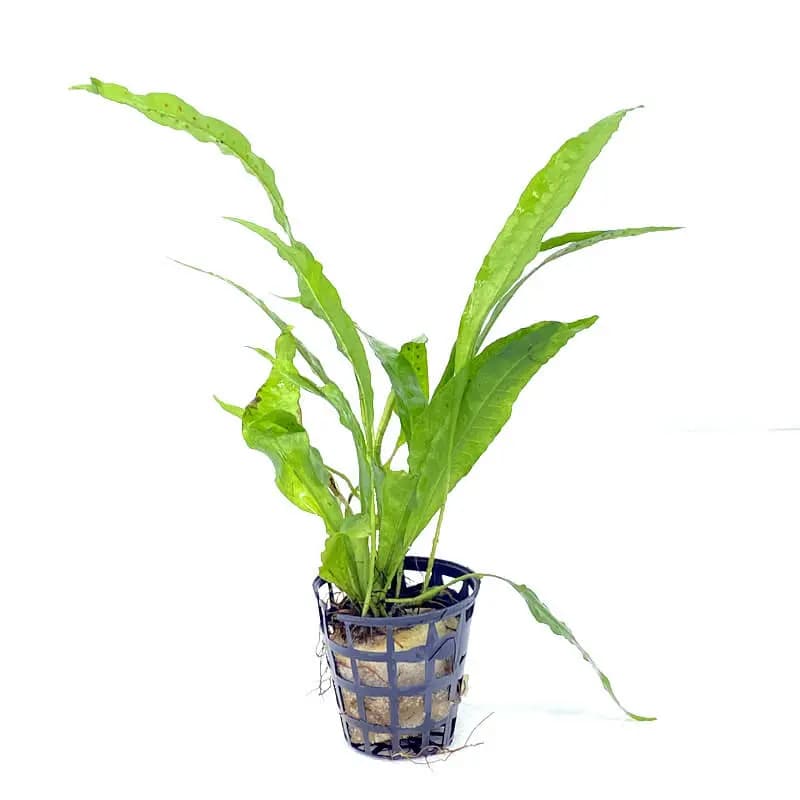 Buy ADA AP100 Microsorum pteropus ADA, Java Fern ADA Greenhouse Pot, ADA aquatic plants India, Java Fern aquarium plant India, ADA Java Fern price India, Microsorum pteropus India, ADA greenhouse aquatic plants, ADA Nature Aquarium plants, Java Fern low light plant, aquarium fern for driftwood