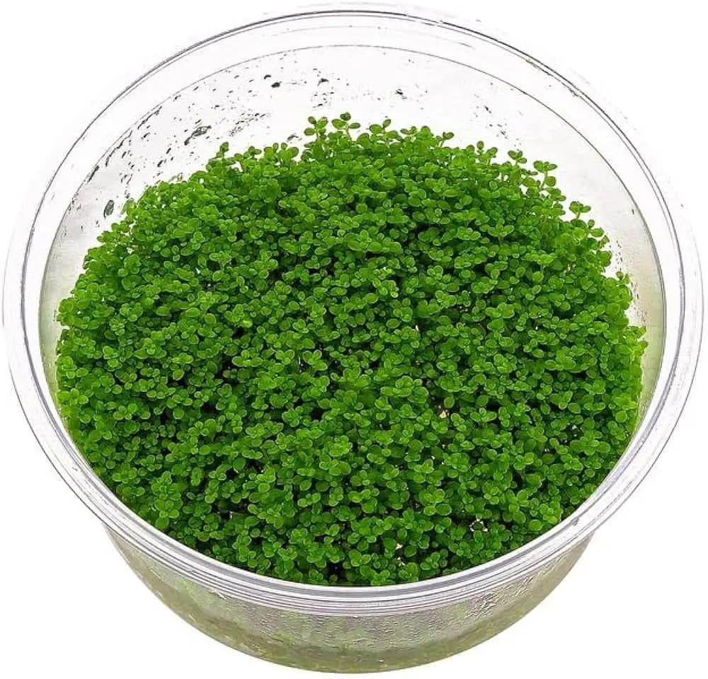 IC008,Hemianthus callitrichoides, HC Cuba, dwarf baby tears, ADA carpet plant, foreground carpeting plant, high light carpet plant, CO2 foreground plant, nano tank carpet plant, ADA tissue culture HC Cuba, HC Cuba care