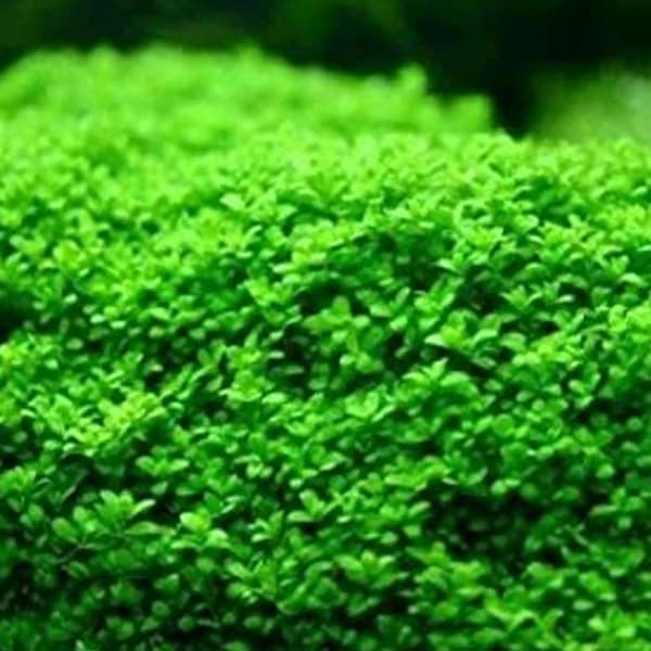 IC008,Hemianthus callitrichoides, HC Cuba, dwarf baby tears, ADA carpet plant, foreground carpeting plant, high light carpet plant, CO2 foreground plant, nano tank carpet plant, ADA tissue culture HC Cuba, HC Cuba care