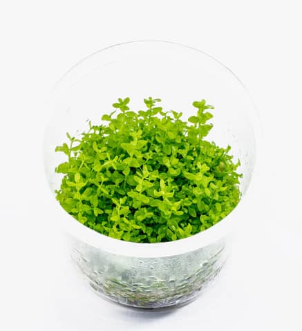 IC022, Hemianthus micranthemoides, baby tears alternative, foreground carpet plant, high tech aquascape plant, CO2 carpet plant, medium leaf carpeting plant, tissue culture aquascape, foreground aquarium carpet, dense aquatic carpet plant, Hemianthus care guide