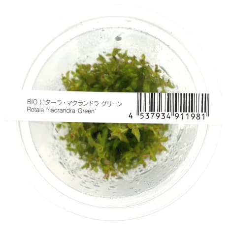 Rotala macrandra green narrow, Rotala fine stem plant, midground stem plant, slender aquarium plant, CO₂ aquarium stem, medium light Rotala, planted tank greenery, tissue culture Rotala macrandra, background aquarium plant, aquatic stem plant care