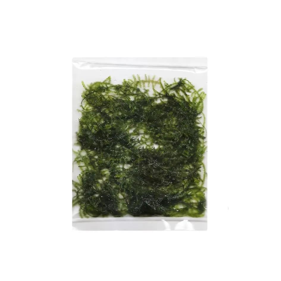 Buy ADA ZP814 Vesicularia montagnei, ADA Taiwan Moss India, ADA Greenhouse Cup plants, ADA aquatic moss India, Taiwan Moss ADA, ADA Vesicularia moss, ADA ZP814 India price, ADA moss for driftwood, ADA aquarium plants India, ADA Nature Aquarium moss