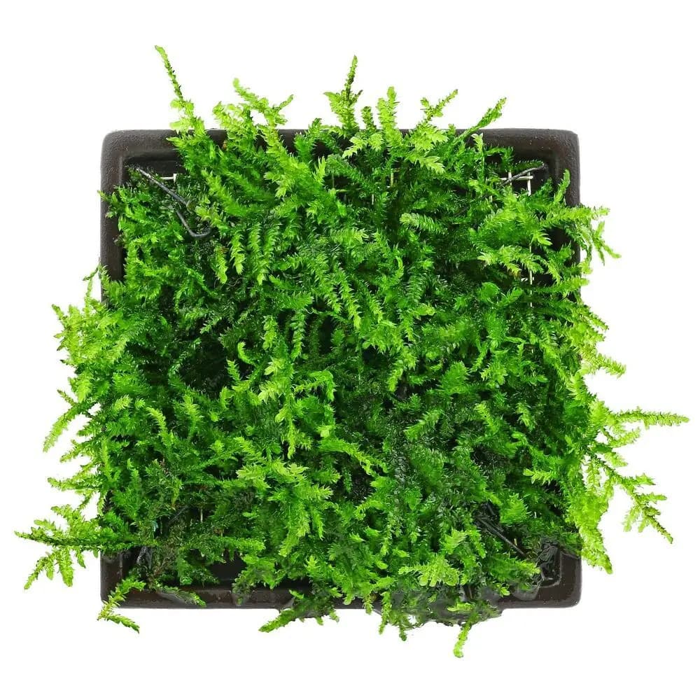 Buy ADA ZP814 Vesicularia montagnei, ADA Taiwan Moss India, ADA Greenhouse Cup plants, ADA aquatic moss India, Taiwan Moss ADA, ADA Vesicularia moss, ADA ZP814 India price, ADA moss for driftwood, ADA aquarium plants India, ADA Nature Aquarium moss