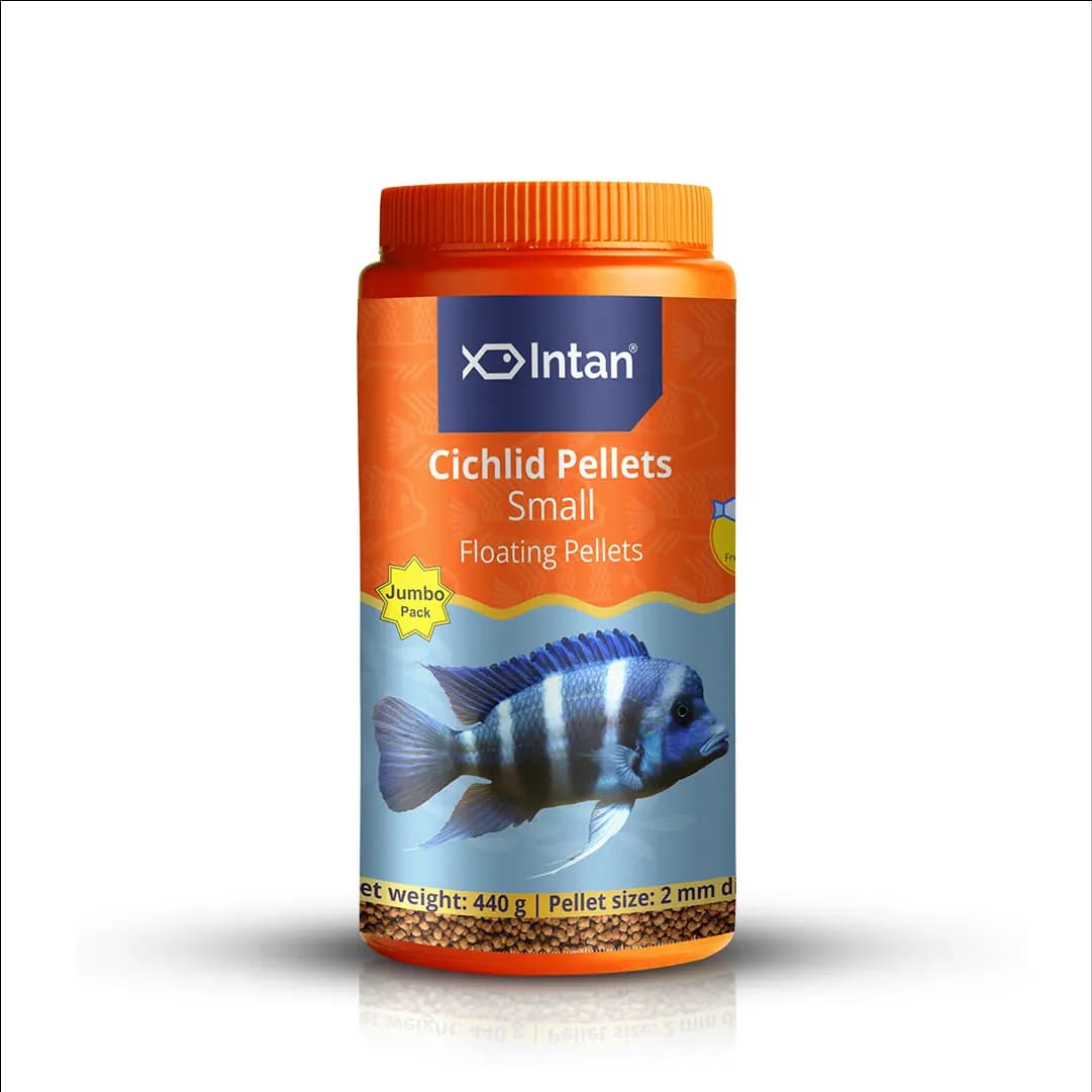 Intan Cichlid Pellets - Small | Floating Fish Food - Intan Cichlid Pellets Small, floating fish food for cichlids, African Cichlid food India, Mbuna fish pellets, Peacock Cichlid colour enhancing food, high protein cichlid diet, best food for juvenile cichlids, cichlid fish food with astaxanthin