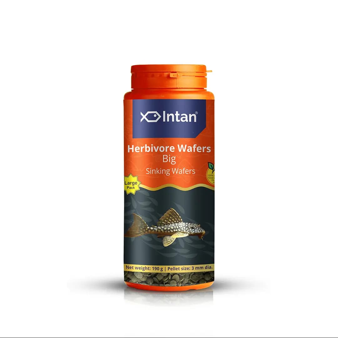 Intan Herbivore Wafers - Big | Sinking Fish Food - Intan Herbivore Wafers Big, sinking fish food for plecos, herbivorous fish food India, mbuna cichlid food, spirulina fish wafers, vegetarian fish food for aquarium, best food for algae eaters, sinking pellets for bottom feeders India