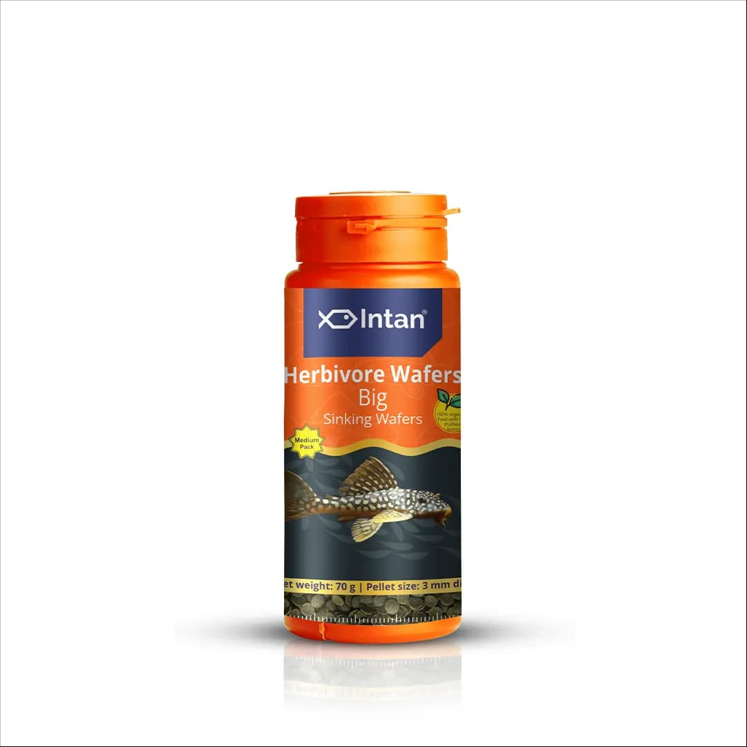 Intan Herbivore Wafers - Big | Sinking Fish Food - Intan Herbivore Wafers Big, sinking fish food for plecos, herbivorous fish food India, mbuna cichlid food, spirulina fish wafers, vegetarian fish food for aquarium, best food for algae eaters, sinking pellets for bottom feeders India