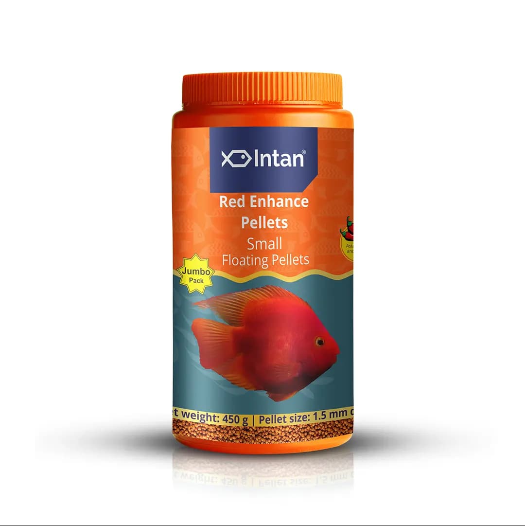 Intan Red Enhance Pellets - Small | Floating Fish Food - Intan Red Enhance Pellets, red parrot fish food India, floating fish food for blood parrot cichlid, natural colour enhancing fish food, astaxanthin fish food, parrot fish pellets small, best fish food for red colour, Intan aquarium feed, fish food for red pigmentation