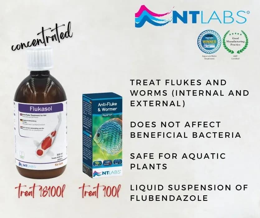 NT LABS Koi Care Flukasol | 500ml - NT LABS Koi Care Flukasol, treat skin and gill flukes, flubendazole for koi, pond fluke medication India, koi fish parasite treatment, gill fluke remedy for pond, NT Labs fish medicine, concentrated fluke treatment for koi