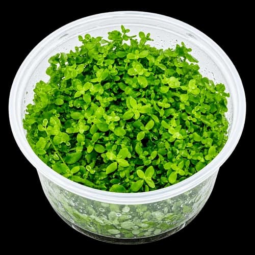 Buy Live Aquarium Plants (Tissue Culture/TC)
