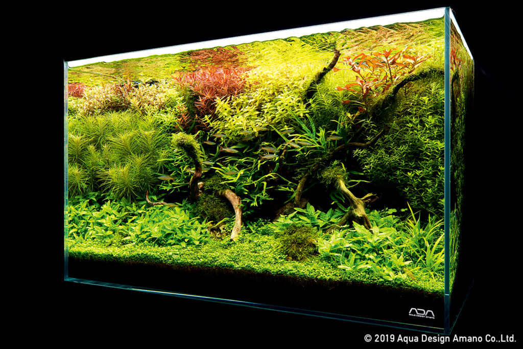 Aquascaping: The Art and Science of Aquariums