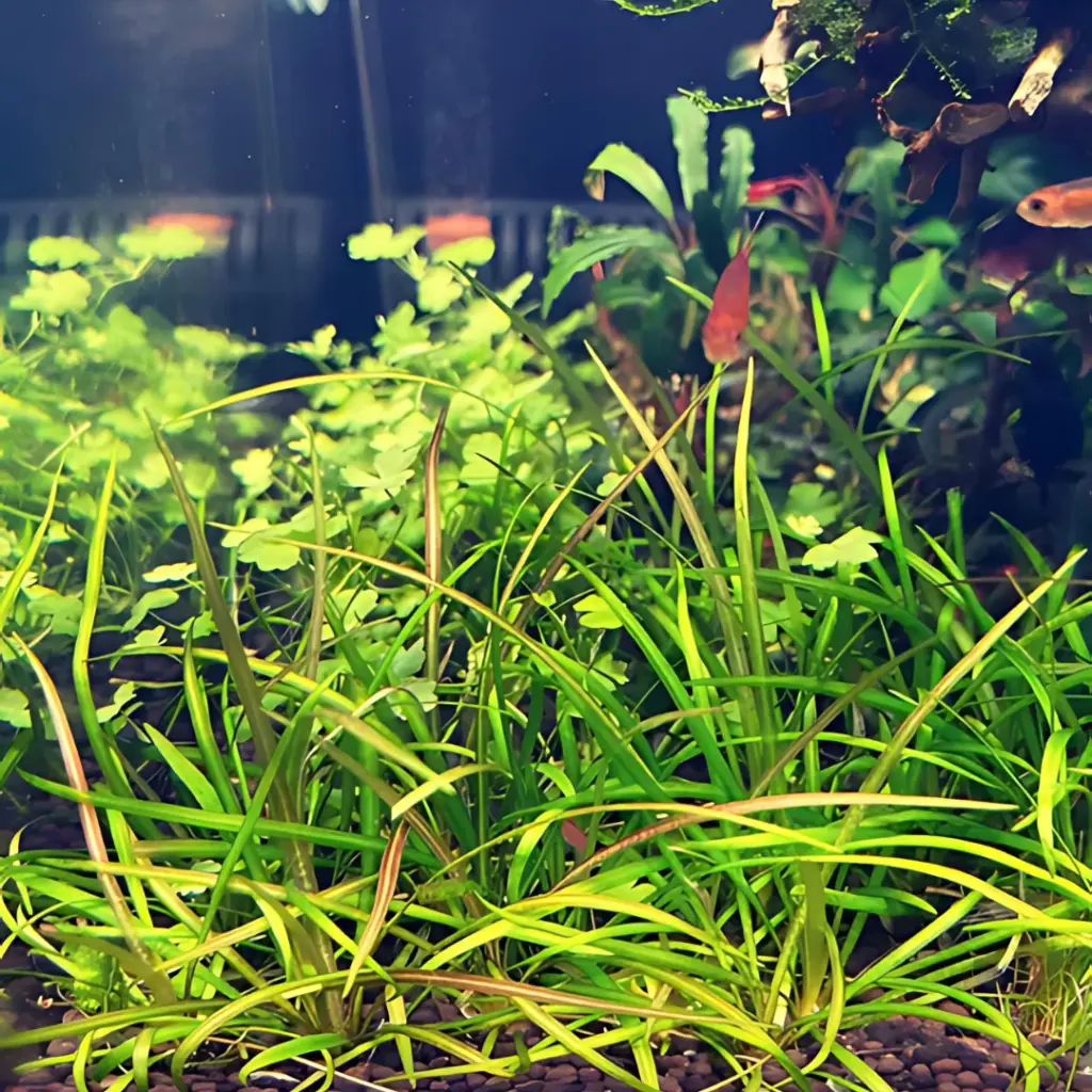 Buy ADA IC091 Cryptocoryne Lucens - Aqua Club